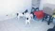 CACAU E LUA
