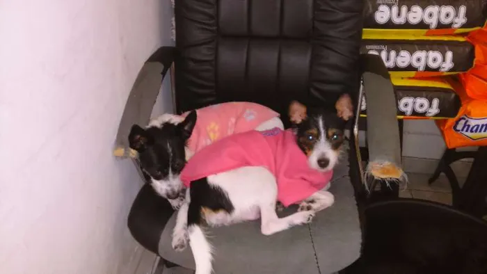 Cachorro ra a SRD idade 2 anos nome CACAU E LUA