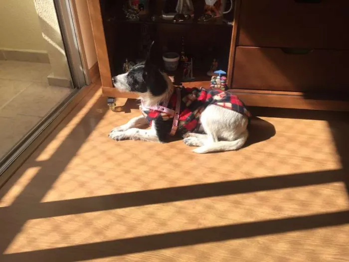 Cachorro ra a SRD idade 2 anos nome CACAU E LUA