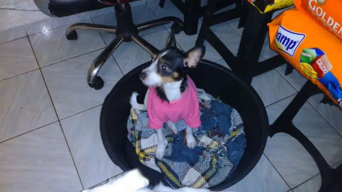 Cachorro ra a SRD idade 2 anos nome CACAU E LUA