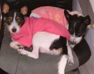 Cachorro raça SRD idade 2 anos nome CACAU E LUA