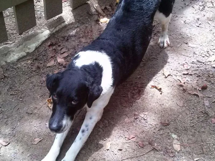 Cachorro raça srd idade 3 anos nome zen
