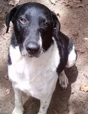 Cachorro raça srd idade 3 anos nome zen