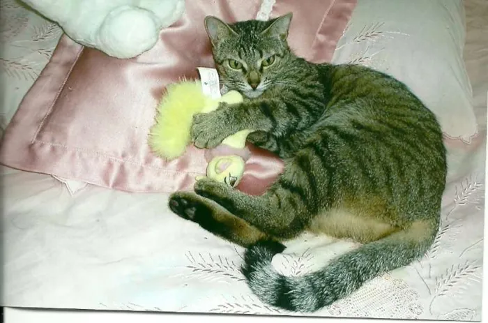 Gato raça  idade 2 anos nome gaby