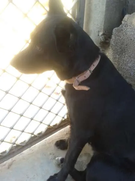Cachorro ra a SRD idade 6 ou mais anos nome Preta