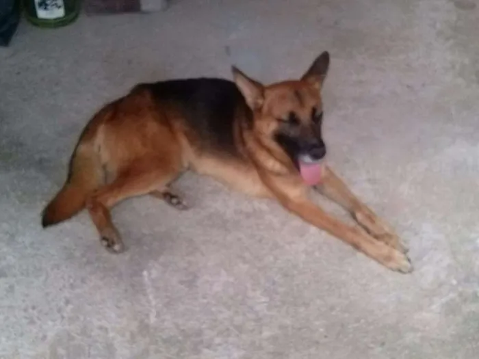 Cachorro ra a Vira Lata idade 2 anos nome Chico