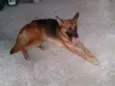 Chico