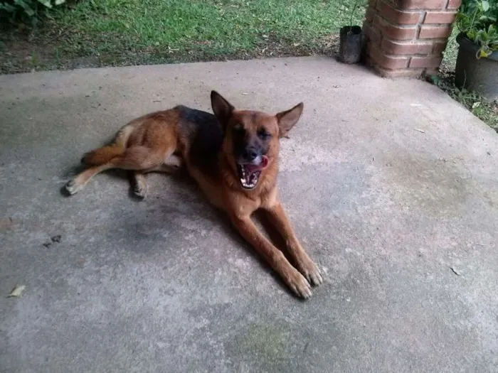 Cachorro ra a Vira Lata idade 2 anos nome Chico