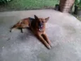 Chico