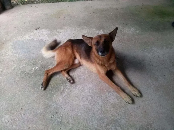 Cachorro ra a Vira Lata idade 2 anos nome Chico
