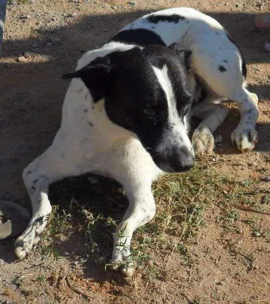 Cachorro ra a SRD idade 5 anos nome Nina