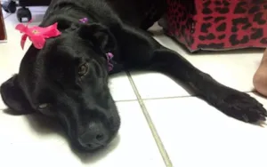 Cachorro raça Vira Lata idade 2 anos nome Nina