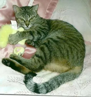 Gato raça  idade 2 anos nome gaby