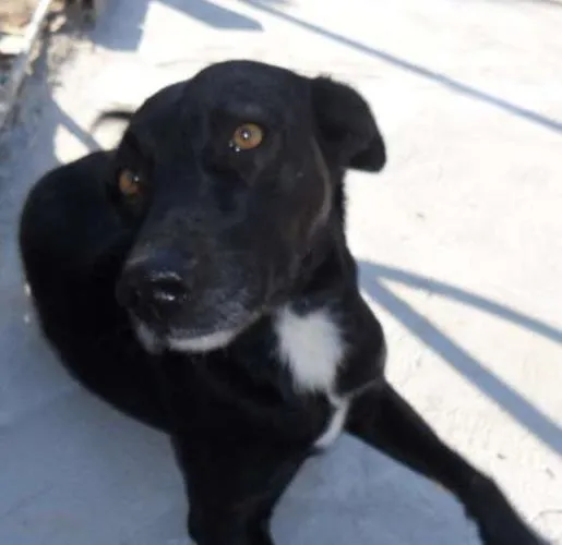 Cachorro ra a SRD idade 6 ou mais anos nome Preta
