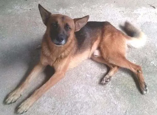 Cachorro ra a Vira Lata idade 2 anos nome Chico