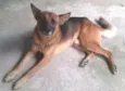 Chico