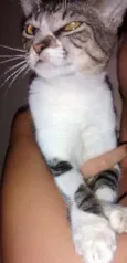 mel