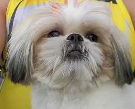 Cachorro ra a Shitzu idade 2 anos nome Cissa GRATIFICA