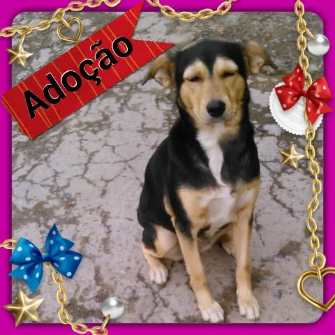 Cachorro ra a SRD  idade 3 anos nome Lindinha
