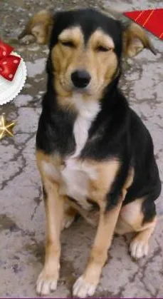 Cachorro ra a SRD  idade 3 anos nome Lindinha