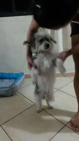 Cachorro ra a SDR idade 1 ano nome Bob