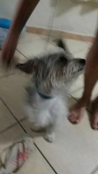 Cachorro ra a SDR idade 1 ano nome Bob