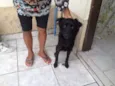 FILHOTES