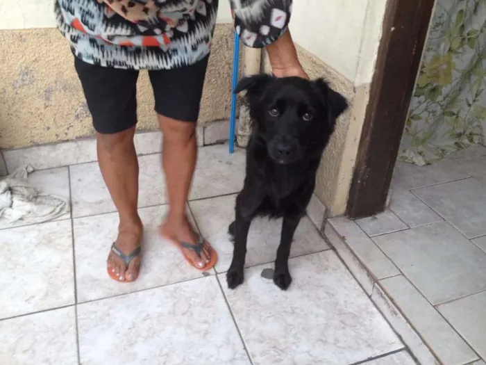 Cachorro ra a Srd idade Abaixo de 2 meses nome FILHOTES