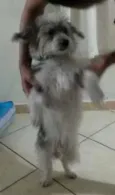Bob