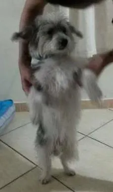 Cachorro raça SDR idade 1 ano nome Bob