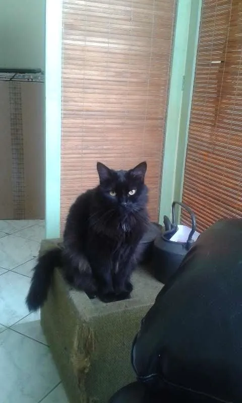 Gato ra a SDR idade 3 anos nome PELUDINHA