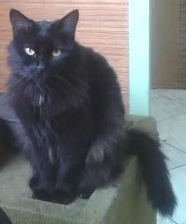 Gato ra a SDR idade 3 anos nome PELUDINHA