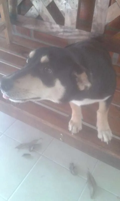 Cachorro ra a Não tem idade 2 a 6 meses nome Badu