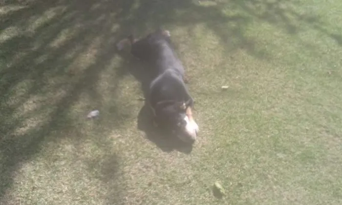 Cachorro ra a Não tem idade 2 a 6 meses nome Badu