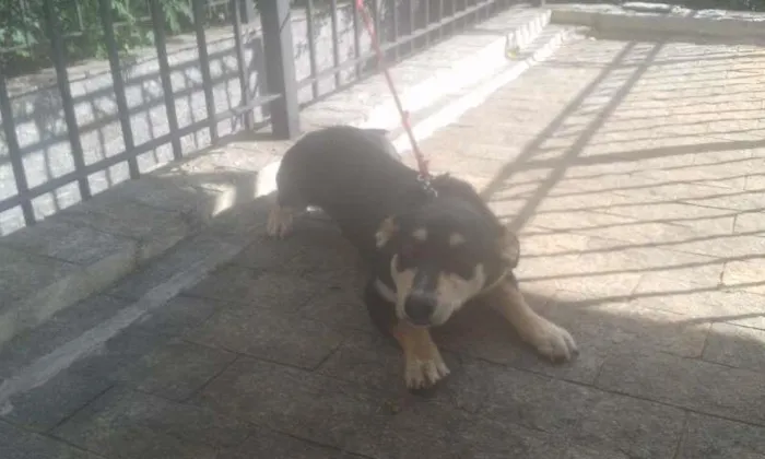 Cachorro ra a Não tem idade 2 a 6 meses nome Badu