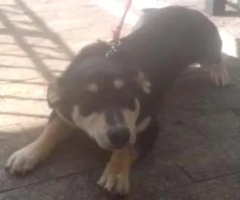 Cachorro ra a Não tem idade 2 a 6 meses nome Badu