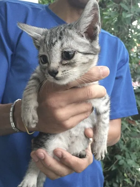 Gato ra a SRD idade 2 a 6 meses nome Gata mamãe e seu fi
