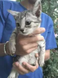 Gata mamãe e seu fi