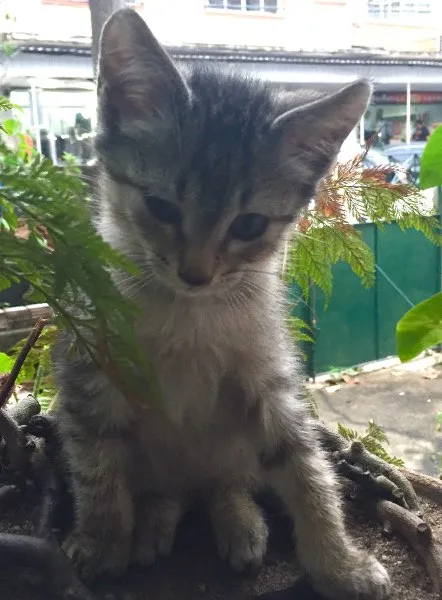 Gato ra a SRD idade 2 a 6 meses nome Gata mamãe e seu fi