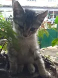Gata mamãe e seu fi