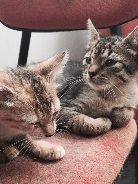 Gato ra a SRD idade 2 a 6 meses nome Gata mamãe e seu fi