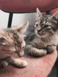 Gata mamãe e seu fi