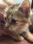 Gata mamãe e seu fi