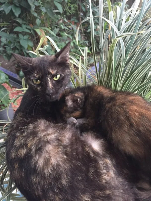 Gato ra a SRD idade 2 a 6 meses nome Gata mamãe e seu fi