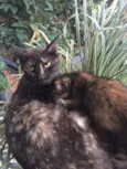 Gata mamãe e seu fi