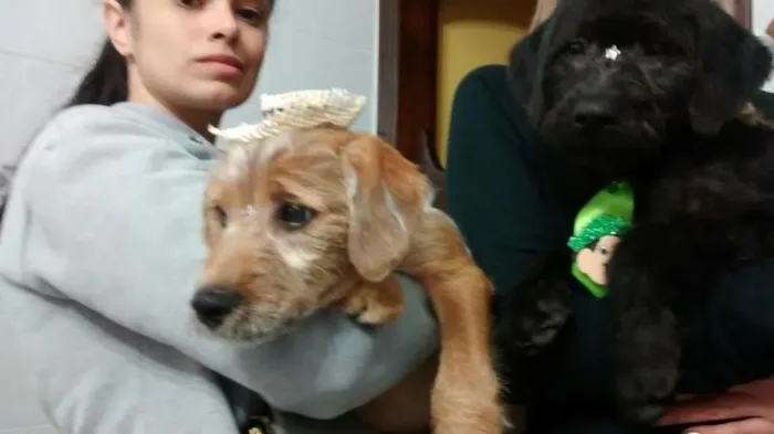 Cachorro ra a ******* idade 2 a 6 meses nome *******