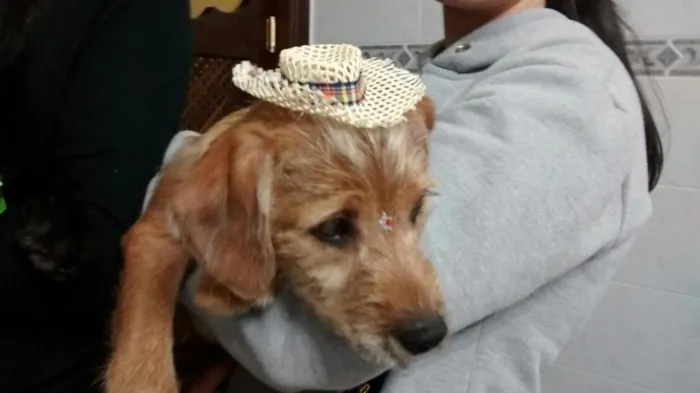 Cachorro ra a ******* idade 2 a 6 meses nome *******