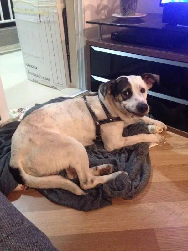 Cachorro ra a SRD idade 1 ano nome Raimundo