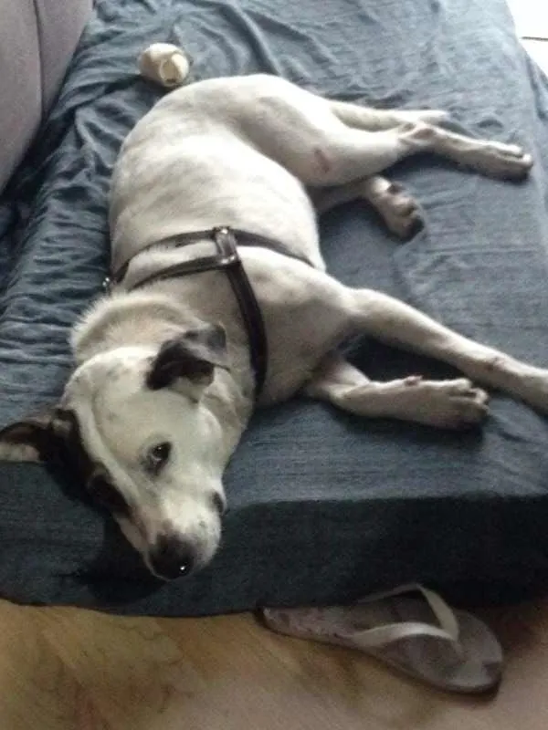 Cachorro ra a SRD idade 1 ano nome Raimundo