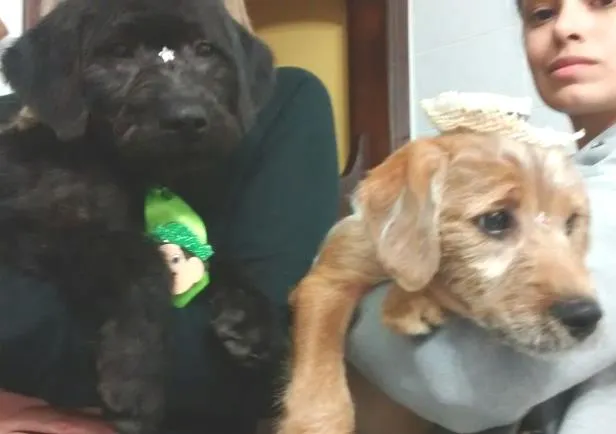 Cachorro ra a ******* idade 2 a 6 meses nome *******